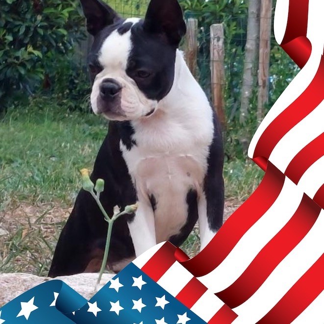 Les Boston Terrier de l'affixe Of Shambhalla