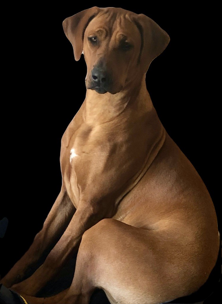 Les Rhodesian Ridgeback de l'affixe Of Shambhalla