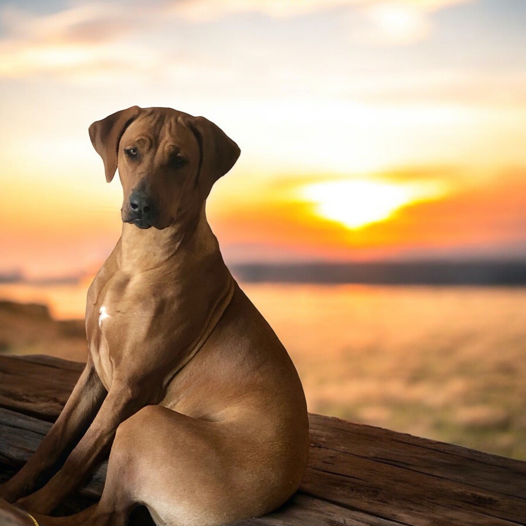 chiot Rhodesian Ridgeback Of Shambhalla