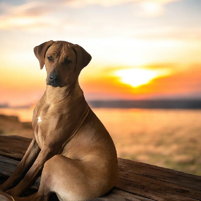 Of Shambhalla - Rhodesian Ridgeback - Portée née le 13/08/2024