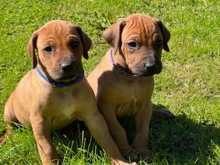 Of Shambhalla - Chiot disponible  - Rhodesian Ridgeback