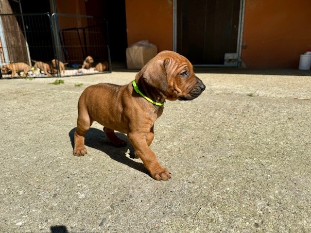 Of Shambhalla - Chiot disponible  - Rhodesian Ridgeback