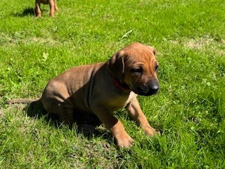 Of Shambhalla - Chiot disponible  - Rhodesian Ridgeback