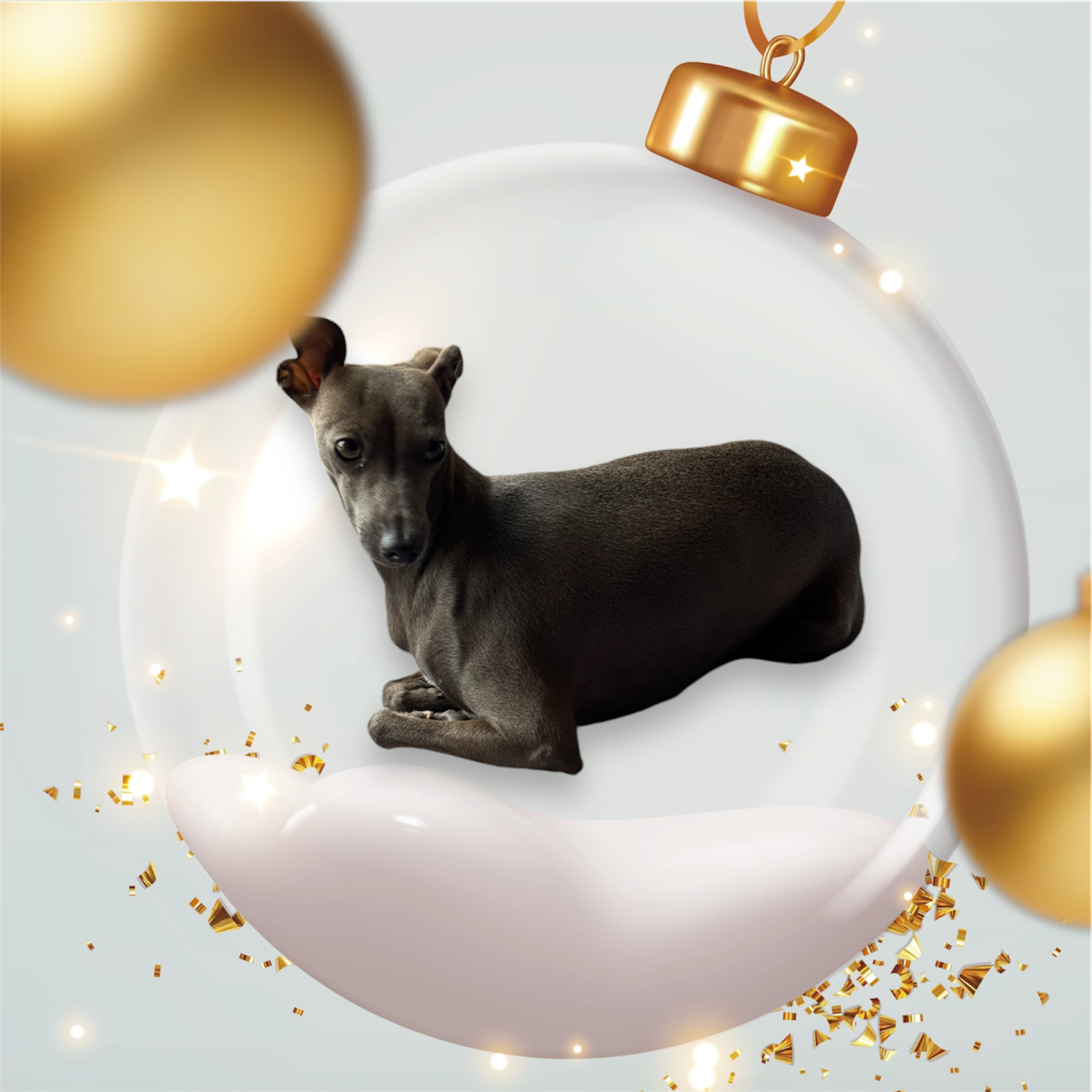 Arrêt de l'élevage du petit lévrier