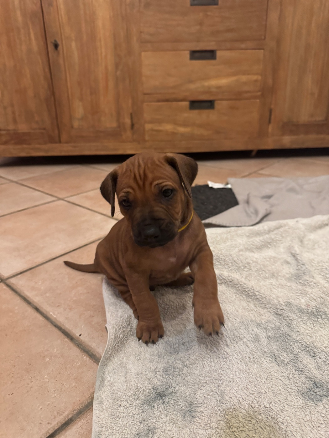 Tous nos chiots sont réservés !