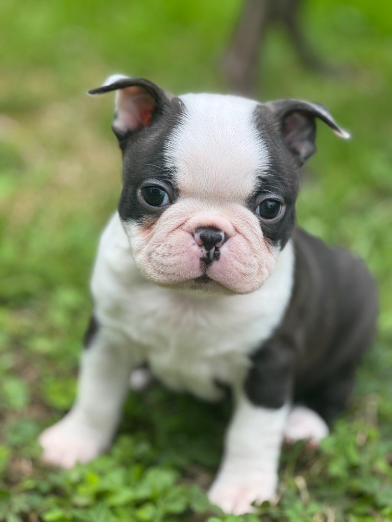 Tous nos chiots sont réservés