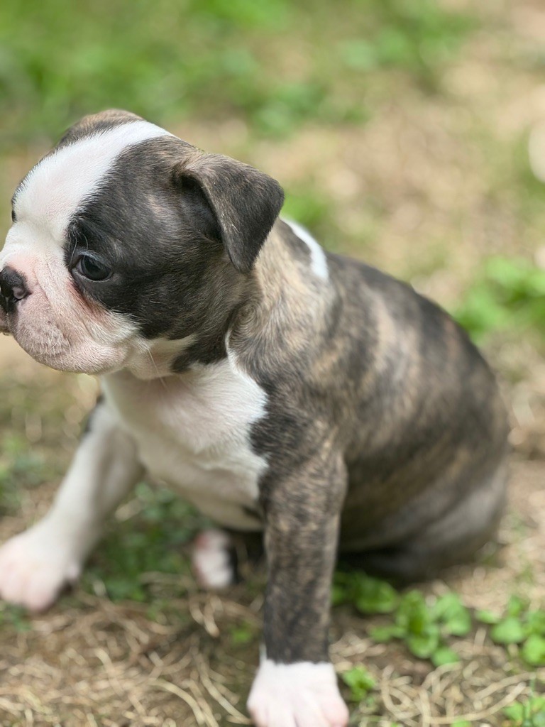 Boston terrier