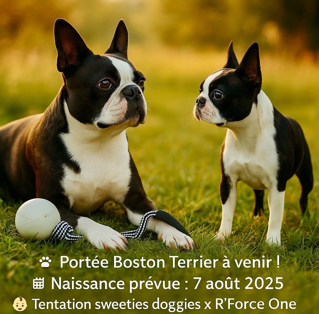 Boston terrier