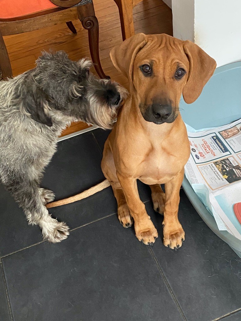 chiots saga