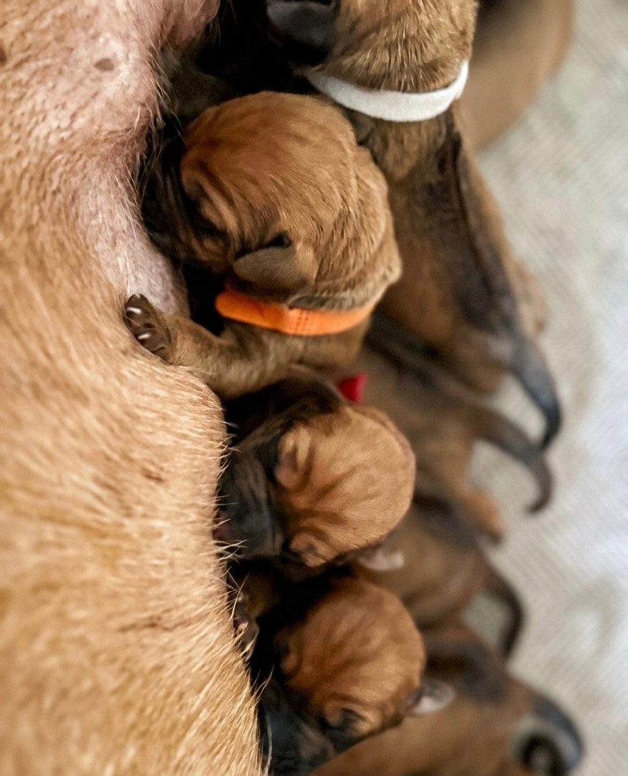 Of Shambhalla - Chiots disponibles - Rhodesian Ridgeback