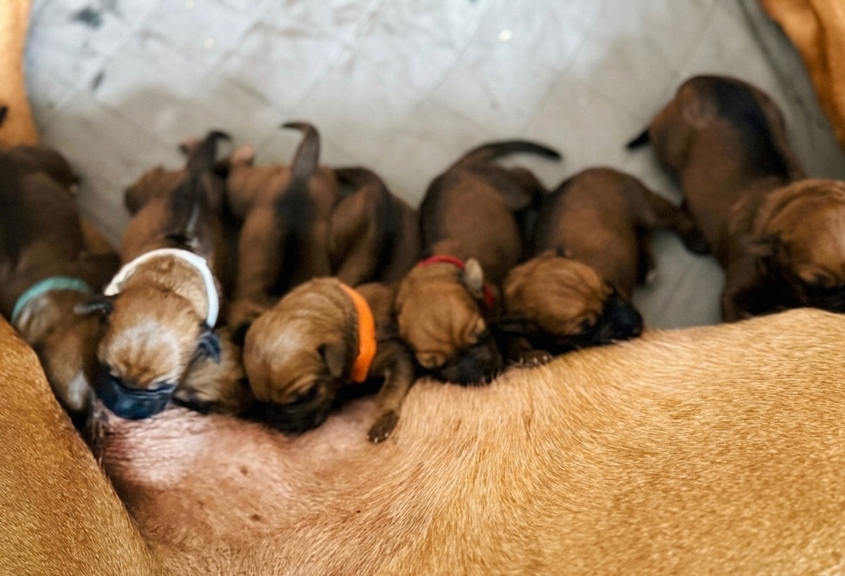 Of Shambhalla - Chiots disponibles - Rhodesian Ridgeback