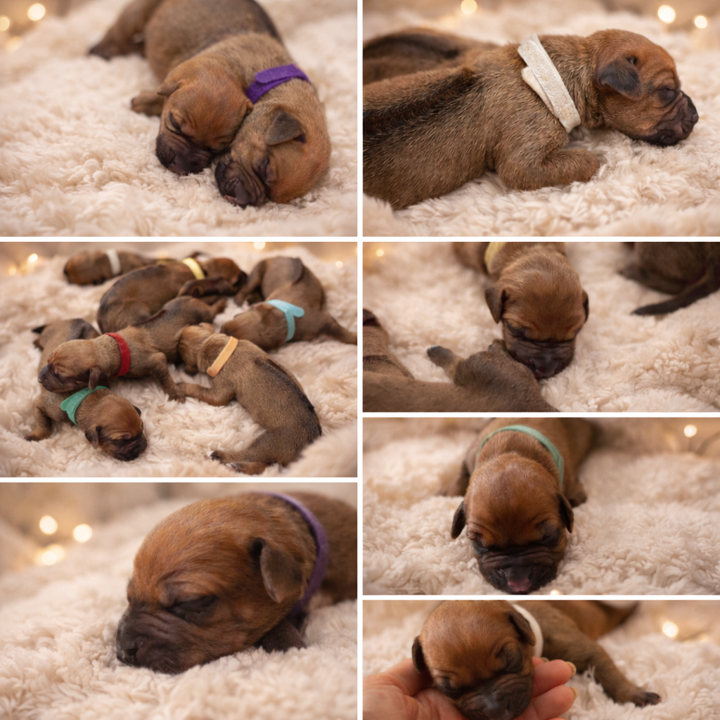 Of Shambhalla - Chiots disponibles - Rhodesian Ridgeback