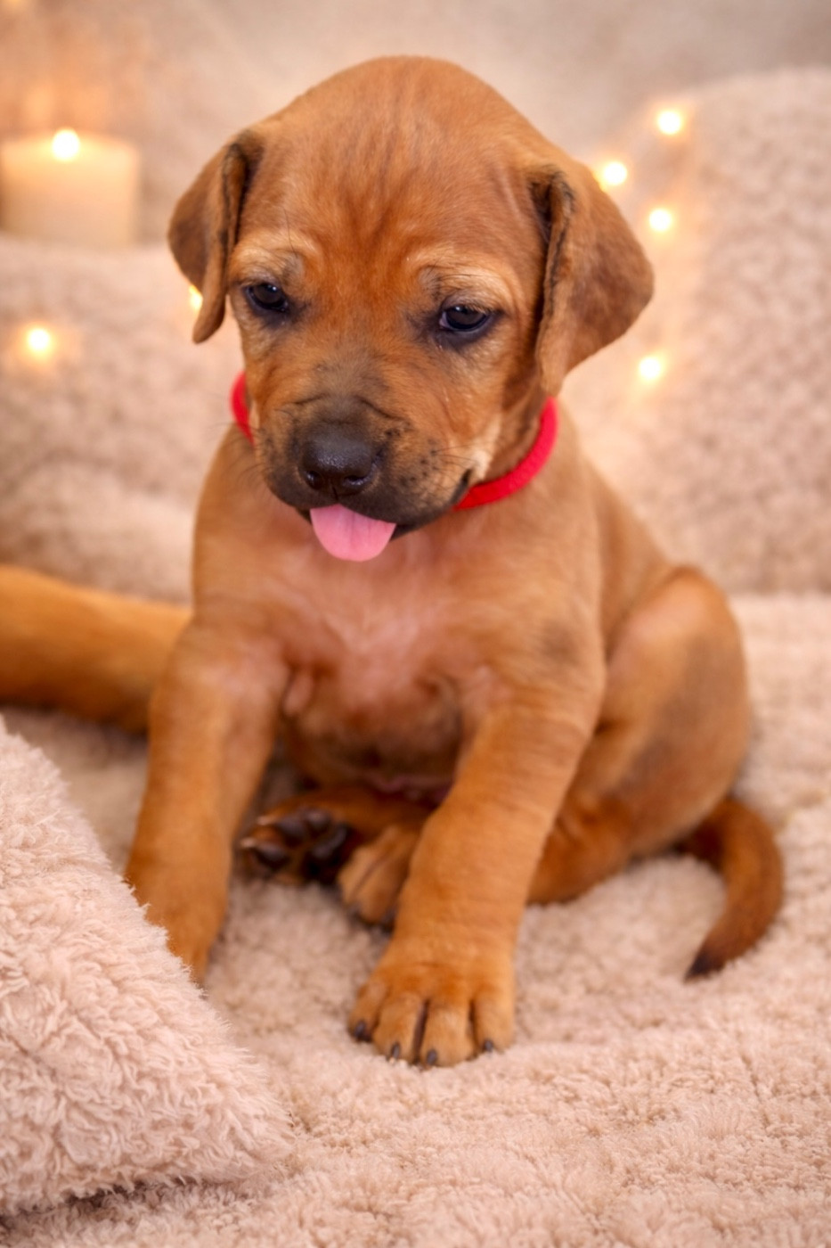 Of Shambhalla - Rhodesian Ridgeback - Portée née le 08/03/2026
