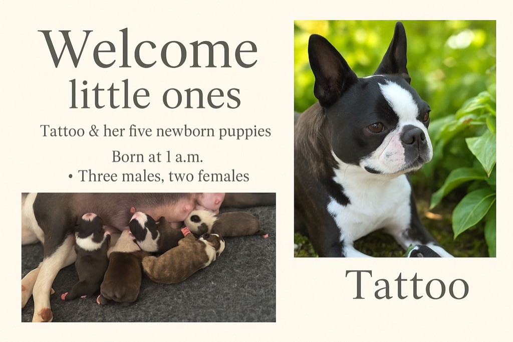 Chiot Boston Terrier Of Shambhalla