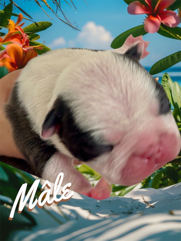 Of Shambhalla - Chiots disponibles - Boston Terrier