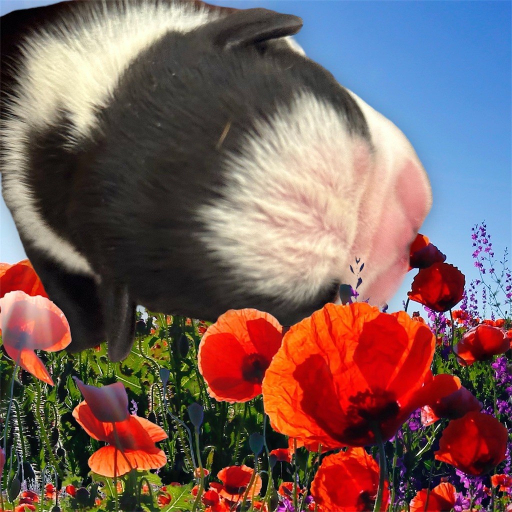 Of Shambhalla - Chiots disponibles - Boston Terrier