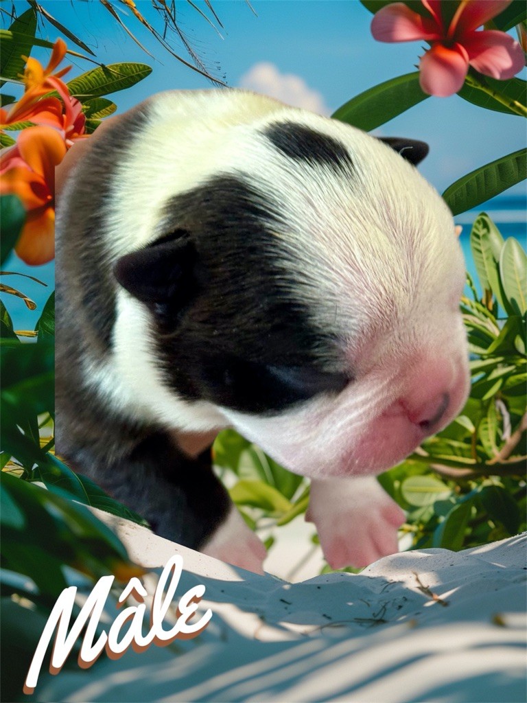 Of Shambhalla - Chiots disponibles - Boston Terrier