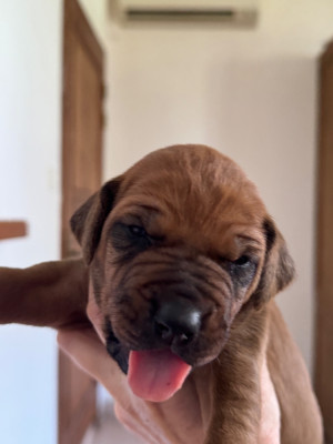 CHIOT 4