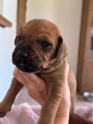 CHIOT 5