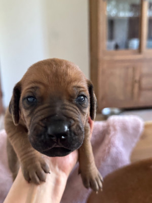 CHIOT 6