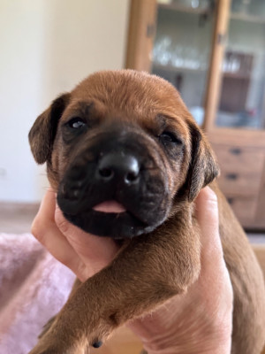 CHIOT 7
