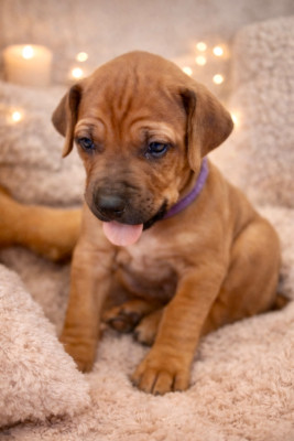 CHIOT 2