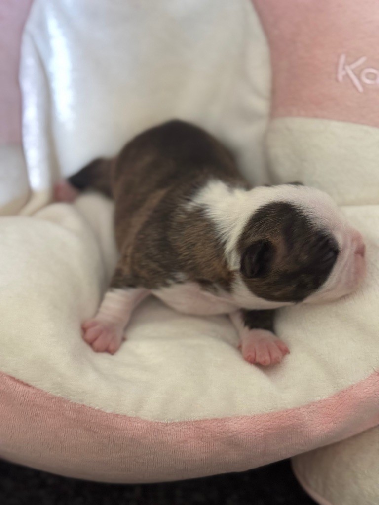 Of Shambhalla - Chiots disponibles - Boston Terrier