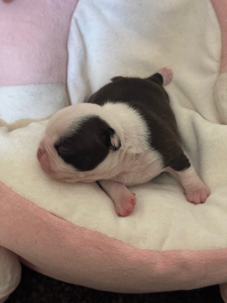 Of Shambhalla - Chiots disponibles - Boston Terrier