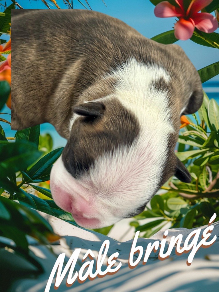 Of Shambhalla - Chiots disponibles - Boston Terrier